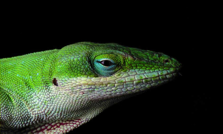 Green anole lizard. Photo: Piccolo Namek, WikiCommons