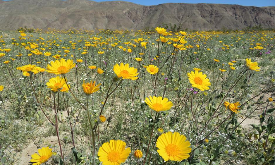 WIldflowers blooming in Anza Borrego Desert Park on March 12, 2017. Photo: Kyle Magnuson, via Creative Commons license