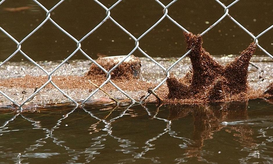 A swarm of fire ants clings to a chain-link fence and floating debris in 2004 in Lithia, Fla. Photo: Chris O’Meara, AP