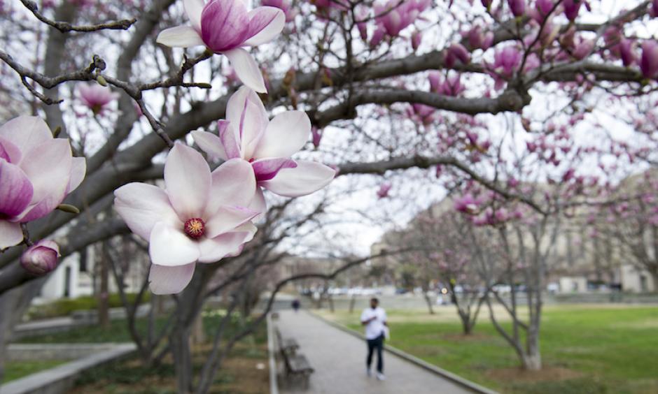 Tulip magnolia trees bloom in Washington, on Feb. 28, 2017. Crocuses, cherry trees, and magnolia trees were blooming several weeks early because of an unusually warm February. The National Park Service predicted on March 8 that the peak bloom of the famed cherry trees at D.C.’s Tidal Basin would occur on March 14-17. This would put it on par with the earliest bloom on record: March 15, 1990. Photo: Cliff Owen, AP