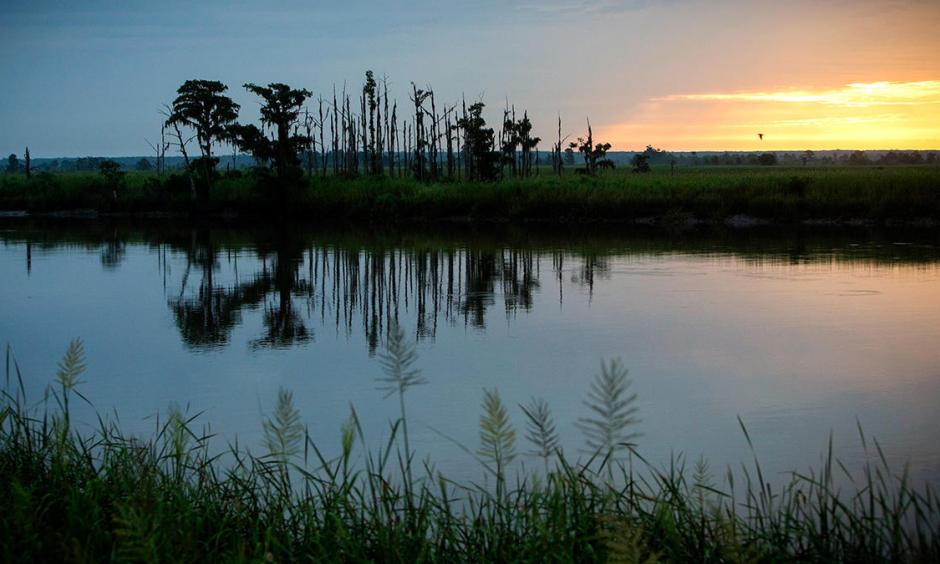 In this July 16, 2017, photo, the sun rises on a "ghost forest" near the Savannah River in Port Wentworth, Ga. Rising sea levels are killing trees along vast swaths of the North American coast by inundating them in salt water. Photo: Stephen V. Morton, AP