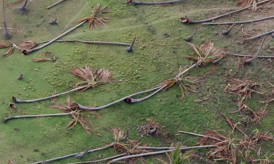 Coconut palms toppled by Hurricane Matthew lay in the countryside near Jeremie, southwestern Haiti, Oct. 14, 2016. Photo: Rebecca Blackwell, AP
