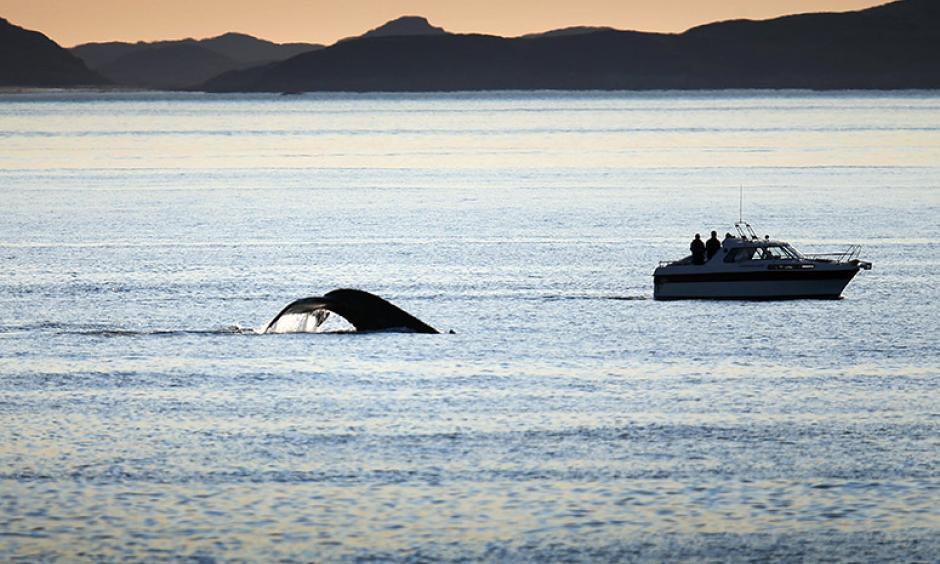 Boats follow a whale as it swims in the water on July 27, 2013, in Nuuk, Greenland. Photo: Joe Raedle, Getty Images