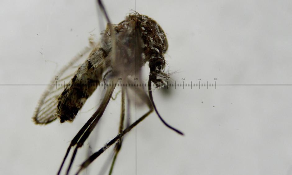 A view through a microscope shows the Aedes aegypti mosquito, which transmits the virus Zika, at a laboratory at the National Institute of Health in Bogota, Colombia. Photo: EPA