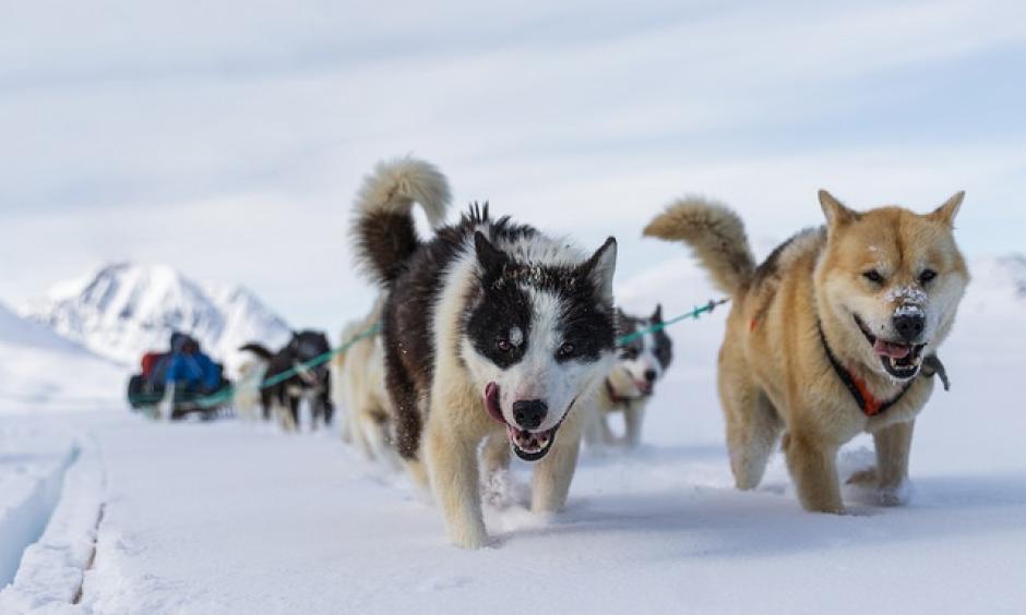 Known as passionate runners, Arctic sled dogs come under threat of diminishing population due to global warming. Photo: Markus Trienke, CC BY-NC-ND 2.0