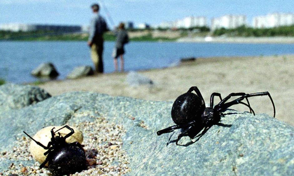 A pair of black widow spiders with an egg sack emerge from their spot on the banks of the Irtysh river near Pavlodar, Kazakhstan. The black widow spider’s venom is 15 times stronger than a rattlesnake’s. Photo: Stringer/Reuters