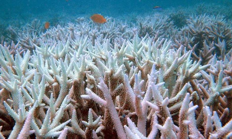 Climate Signals | Worst bleaching on record for Great Barrier Reef ...