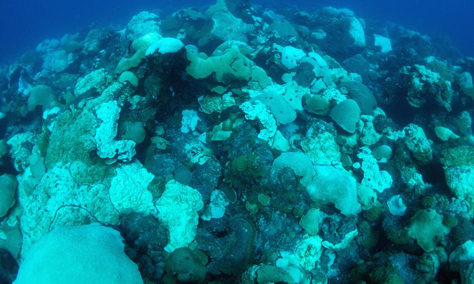 Bleaching and paling coral colonies at East Flower Garden Bank on October 5, 2016. Photo: Hickerson, FGBNMS