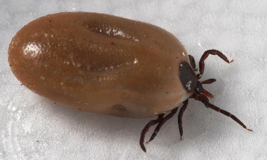 Blacklegged tick (Ixodes scapularis) engorged with a meal of blood. Photo: CDC/ Dr. Gary Alpert, Urban Pests, Integrated Pest Management