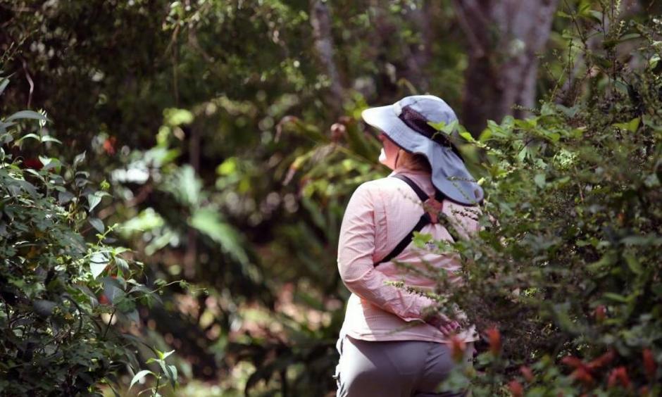 Sue Farnsworth searches for butterflies in south Miami-Dade County last month during the North American Butterfly Association’s annual butterfly count, the longest and largest count of butterflies in the world. Photo: Roberto Koltun