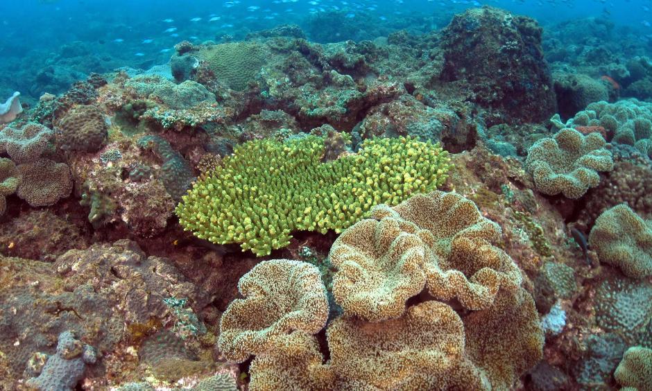 Corals on a subtropical reef off eastern Australia. Photo: Brigitte Sommer