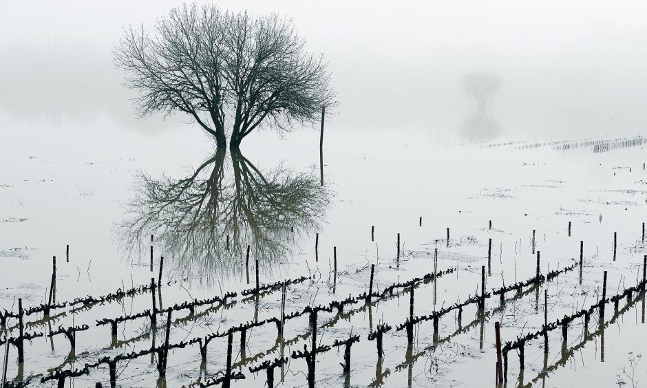 A flooded vineyard in the Russian River valley in Forestville, California, on January 9, 2017. Photo: Eric Risberg, AP