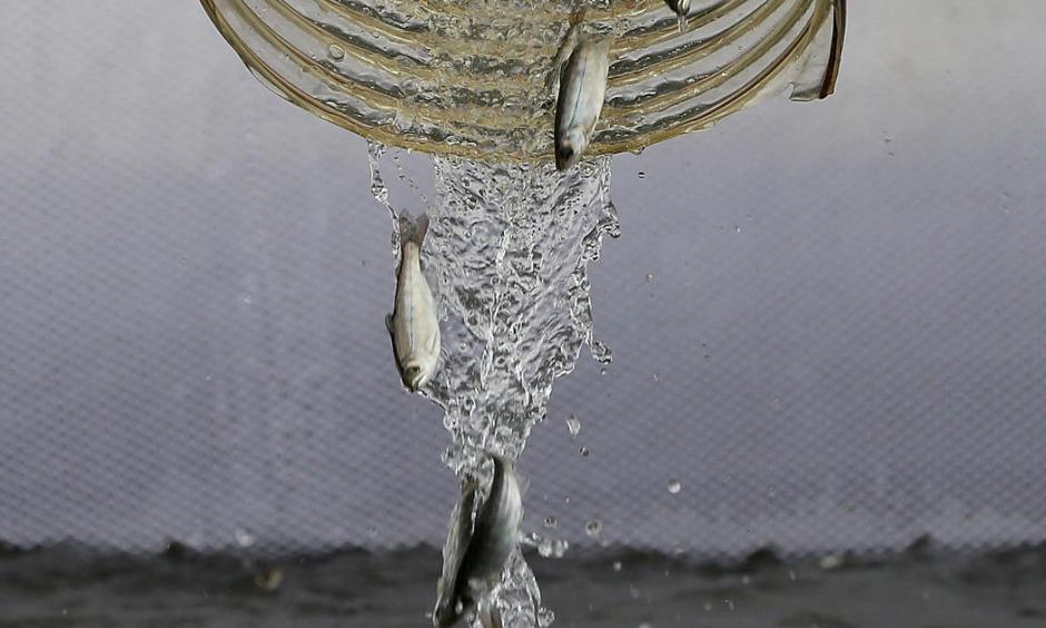 Fingerling Chinook salmon are dumped into a holding pen as they are transferred from a truck into the Sacramento River on March 25, 2014 in Rio Vista, California. As California continues to suffer through its worse drought in history, low water levels on the Sacramento River have forced wildlife officials to truck more than 400,000 fingerling Chinook salmon from the Coleman National Fish Hatchery in Anderson to the Sacramento River in Rio Vista, a nearly 300 mile journey. Photo: Justin Sullivan, Getty