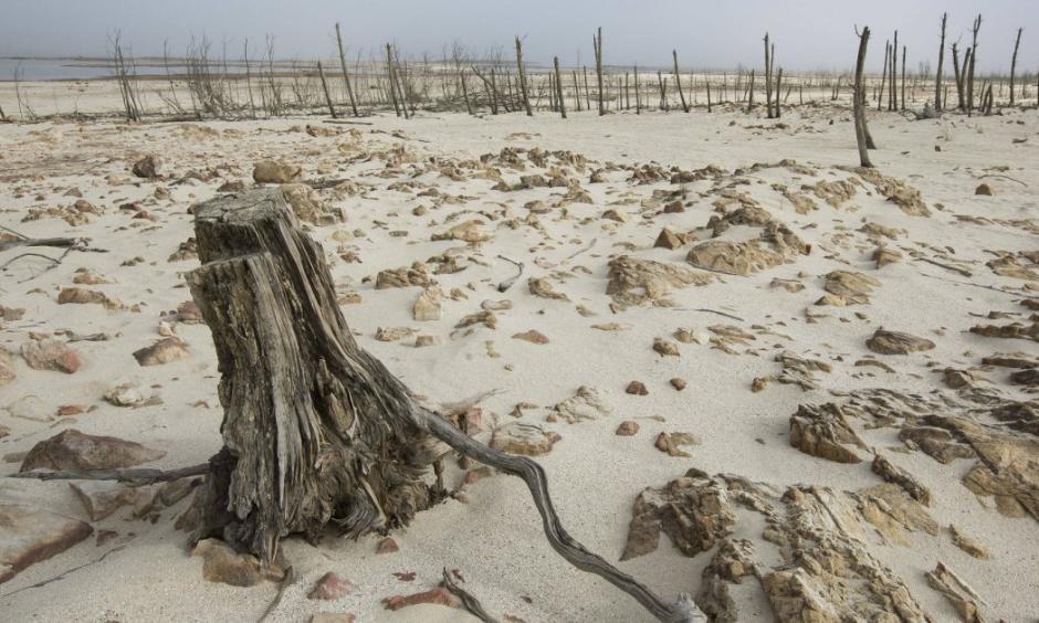 Dead trees sit inside the Theewaterskloof dam in Cape Town. Photo: Mother Jones
