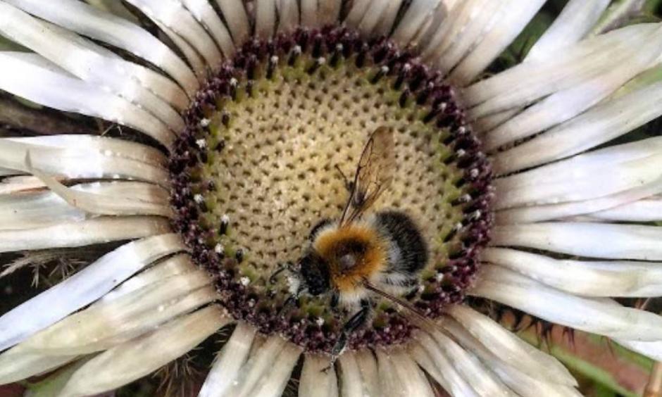 Bees are being threatened by extreme heat from climate change