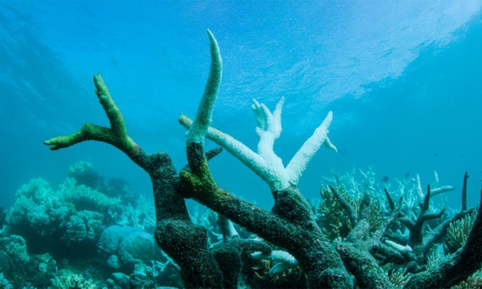 The Great Barrier Reef is suffering a mass coral bleaching event. Photo: WWF/Biopixel, HANDOUT/EPA/Redux