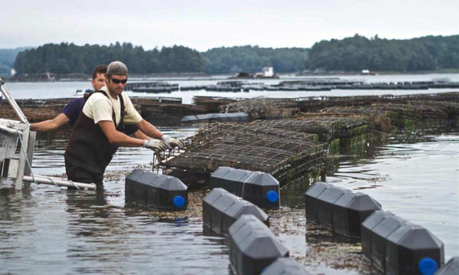 Shellfish farmers check cages in the Damariscotta River, where Mook Sea Farm grows oysters for market and restaurants. Photo: Bill Mook