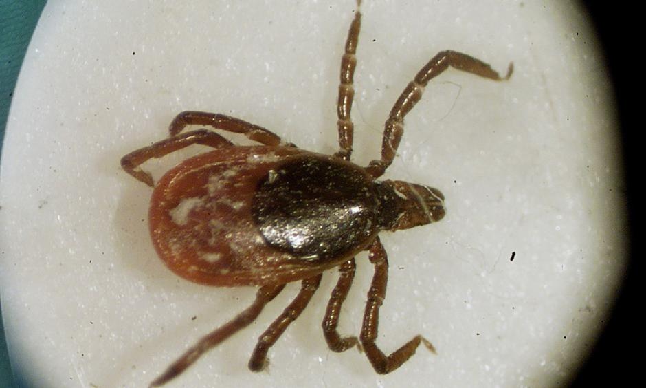 A deer tick under a microscope in the entomology lab at the University of Rhode Island. Photo: Victoria Arocho, AP