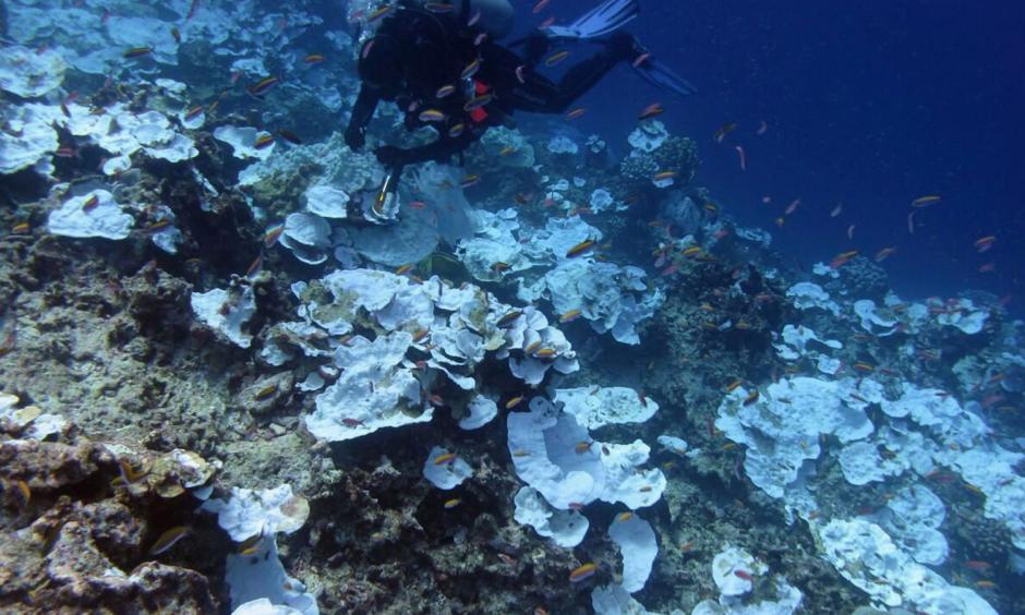 More than 90% of climate change is happening underwater. Photo: AP/NOAA
