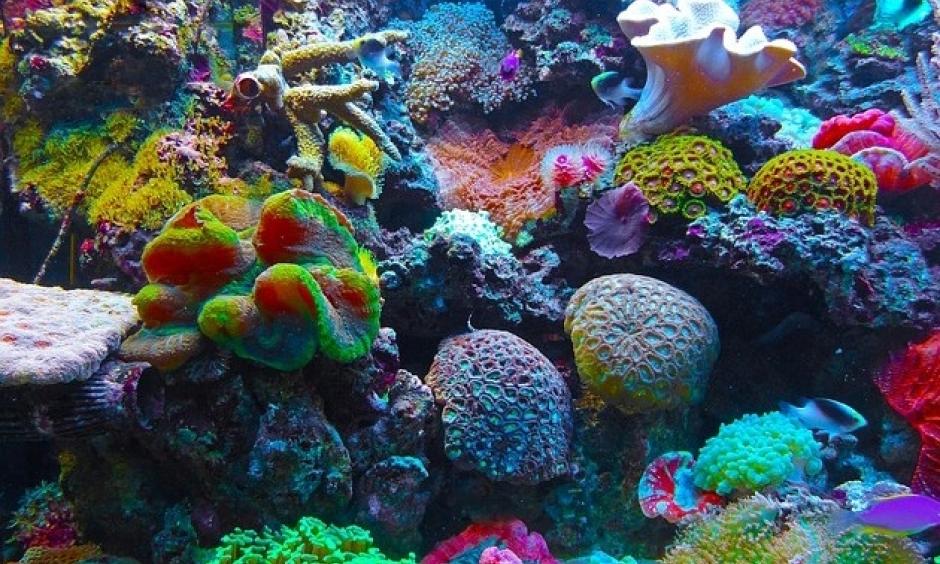 Scientists warn of one of the biggest coral reef die-offs in history, due to the climate change effect of El Niño. Photo: Twitter, Joseph_Causes