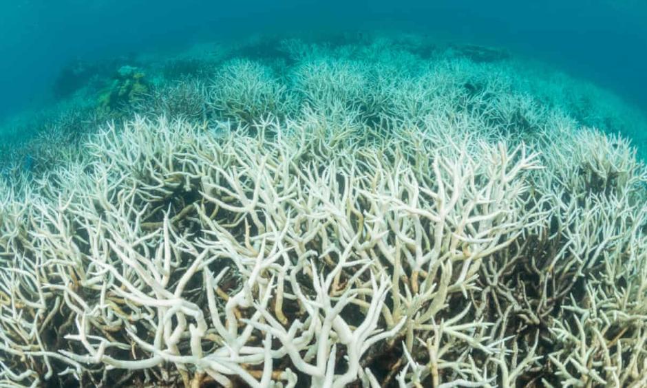 Climate crisis causing another massive coral bleaching event
