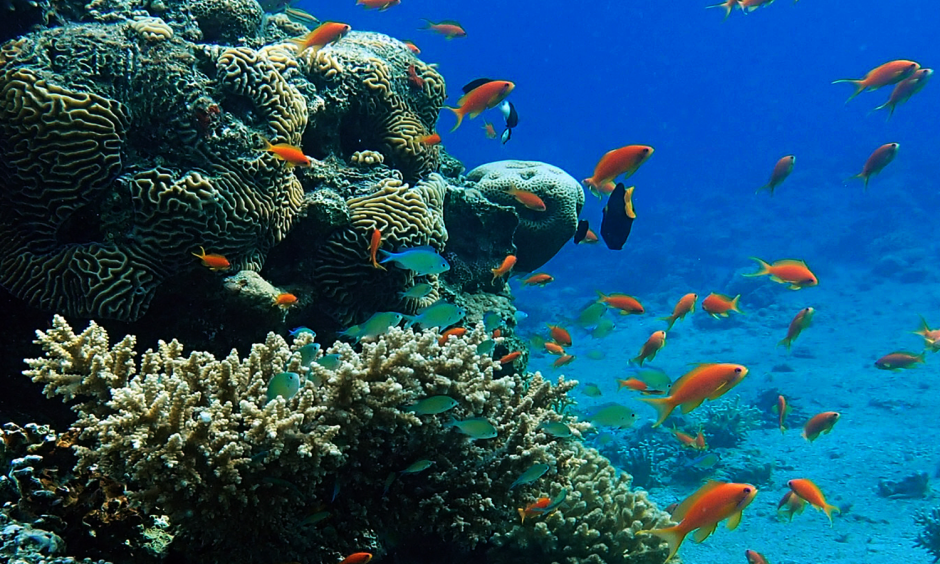 Coral reefs show that hidden genetic diversity can prepare ecosystems for climate change. Photo: Prof. J. Wiedenmann, University of Southampton, UK