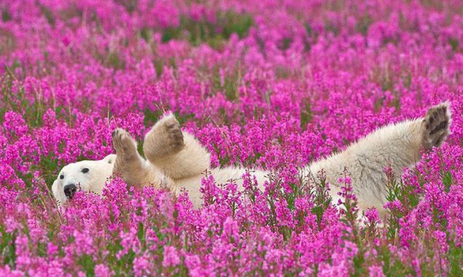 Polar Bear spotted playing in flower fields in Churchill, Manitoba. Photo: Dennis Fast