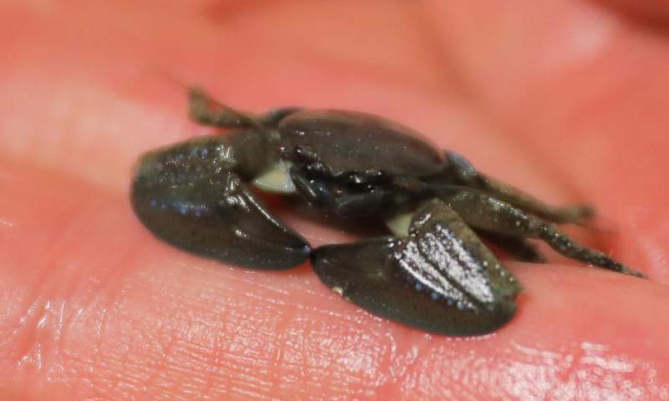 A chocolate porcelain crab at the U.C. Davis Bodega Marine Lab in Bodega Bay on Monday, March 11, 2019. A marine heatwave from 2014-2016 brought rare warm-water species to the Sonoma Coast waters. Photo: Christopher Chung, The Press Democrat