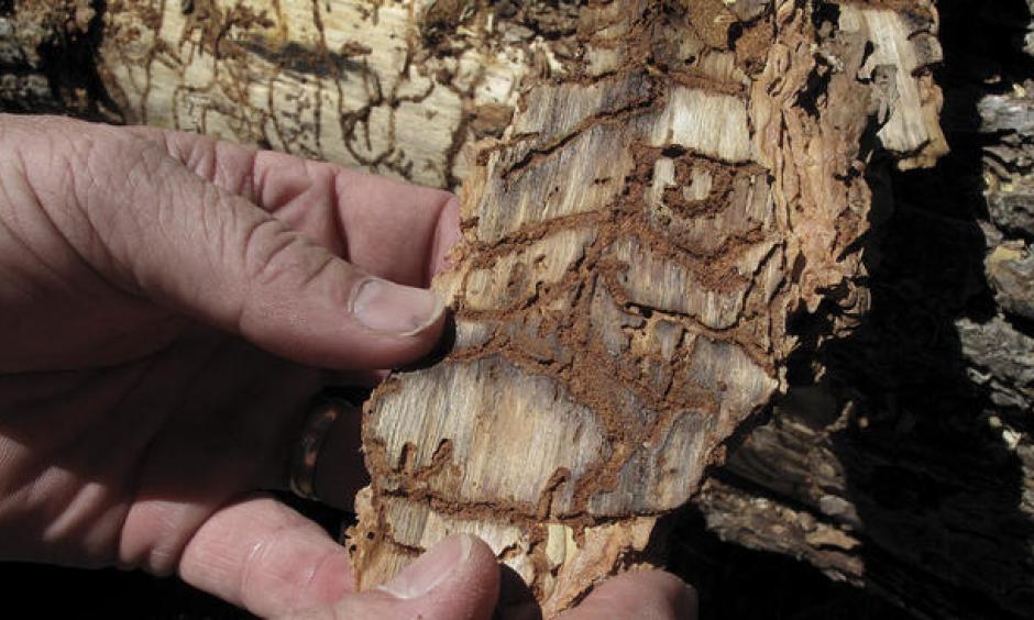 In this June 6, 2016 file photo, Division Chief Jim McDougald of the California Department of Forestry and Fire Protection holds a piece of tree bark showing burrowing marks from a bark beetle infestation near Cressman, Calif. Photo: Scott Smith / AP