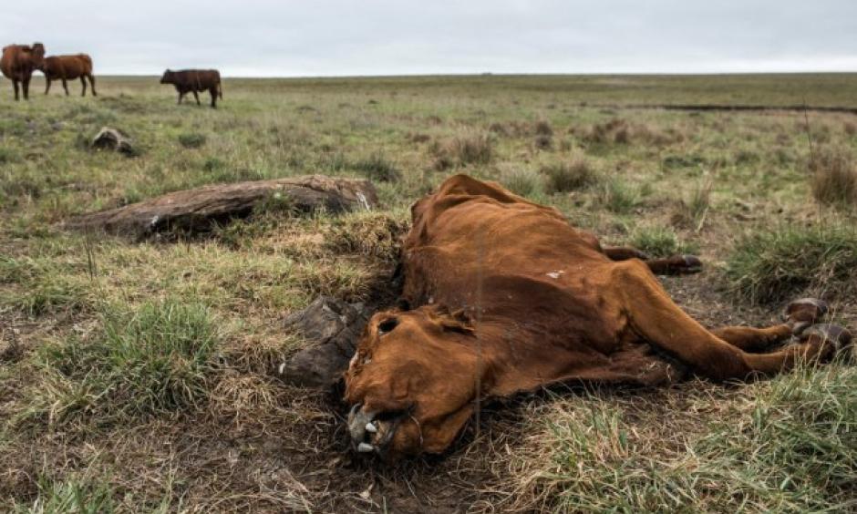 El Nino reversal, La Nina, could bring regional flooding, while parts of southern Africa may experience below-normal rains. Photo: Bloomberg