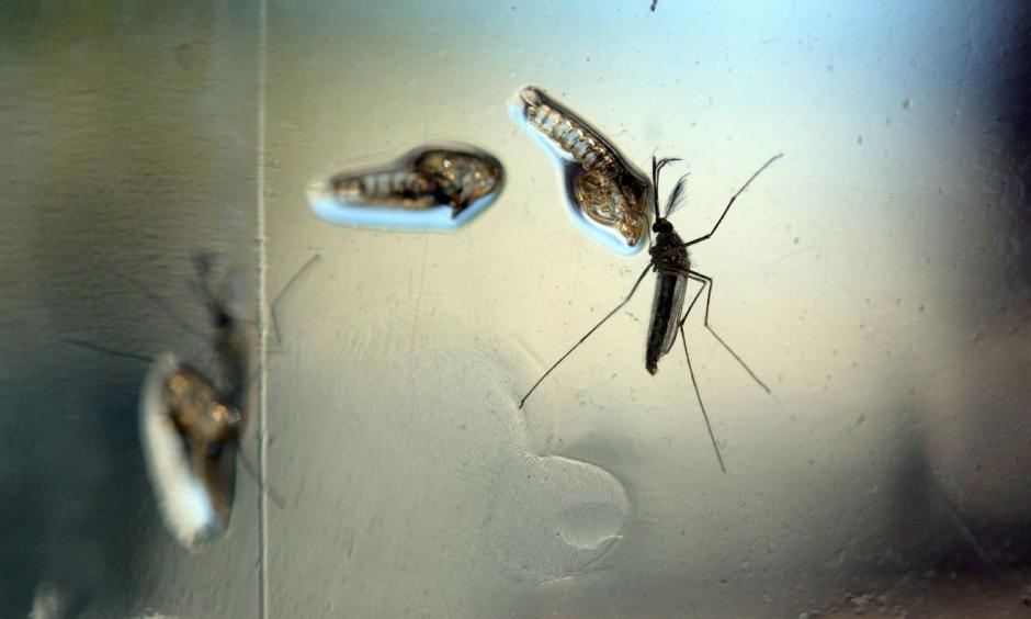 The Aedes Aegypti mosquito has been linked to both dengue fever and the Zika virus. Photo: Marvin Recinos, AFP/Getty Images