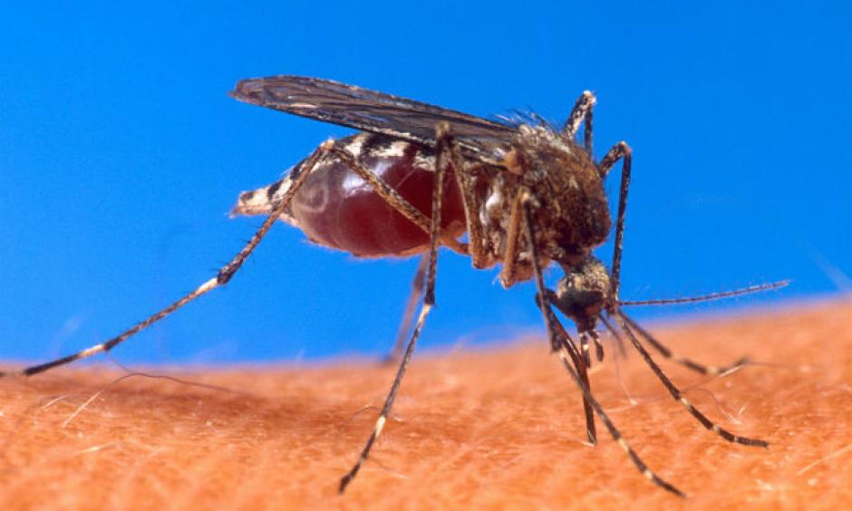 The Aedes aegypti mosquito, seen here biting a human, is a vector of dengue fever. Photo: US Department of Agriculture