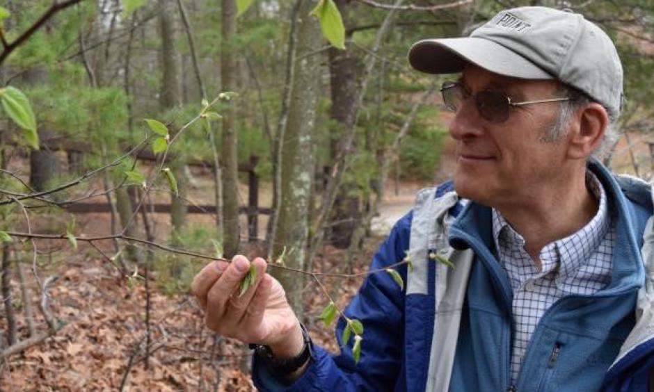 Boston University professor and botanist Richard Primack is pictured near a newly leafing tree near Walden Pond. Photo: Craig LeMoult, WGBH News