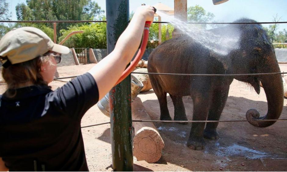 Sheena, a Asian elephant, gets a cold water spray shower from elephant keeper Corey Barr, at the Phoenix Zoo on June 2, 2016, in Phoenix. Photo: Ross Franklin, AP