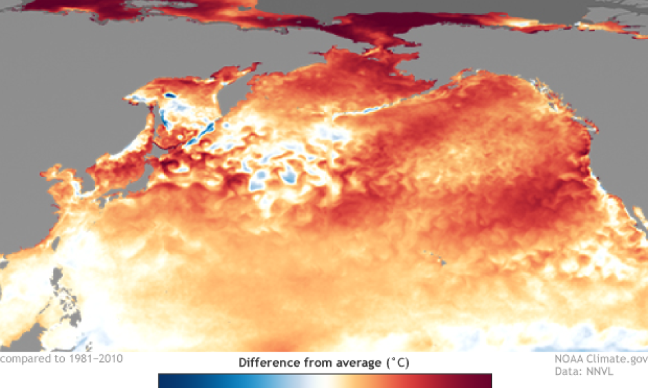 Sea surface temperature anomalies during September 2019. Climate.gov image based on NOAA NNVL and NCEI.