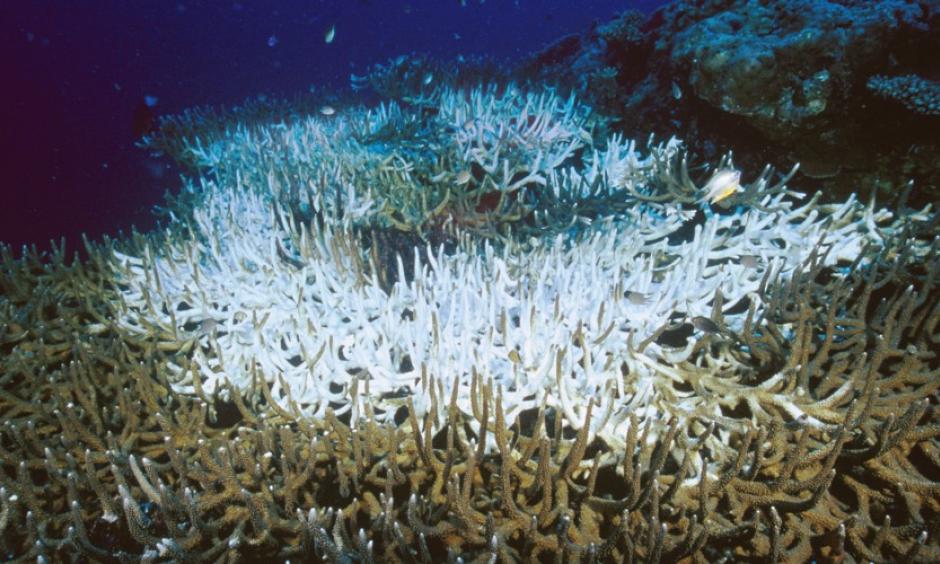 Staghorn coral with an extensive bleached area at its center. Photo: Fred Bavendam, Minden Pictures / Corbis