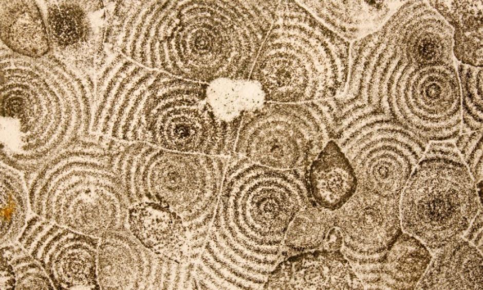 Mold grows in concentric circles on a ceiling in a New Orleans apartment after Hurricane Katrina. Photo: Lucas Jackson, Reuters