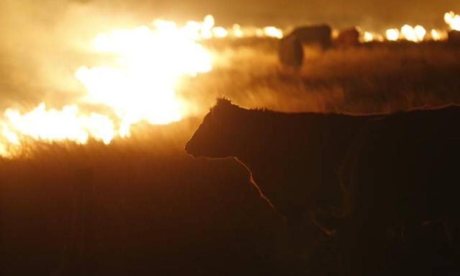Cattle graze by a wildfire near Protection, Kansas, early March 7, 2017. Photo: Bo Rader, AP