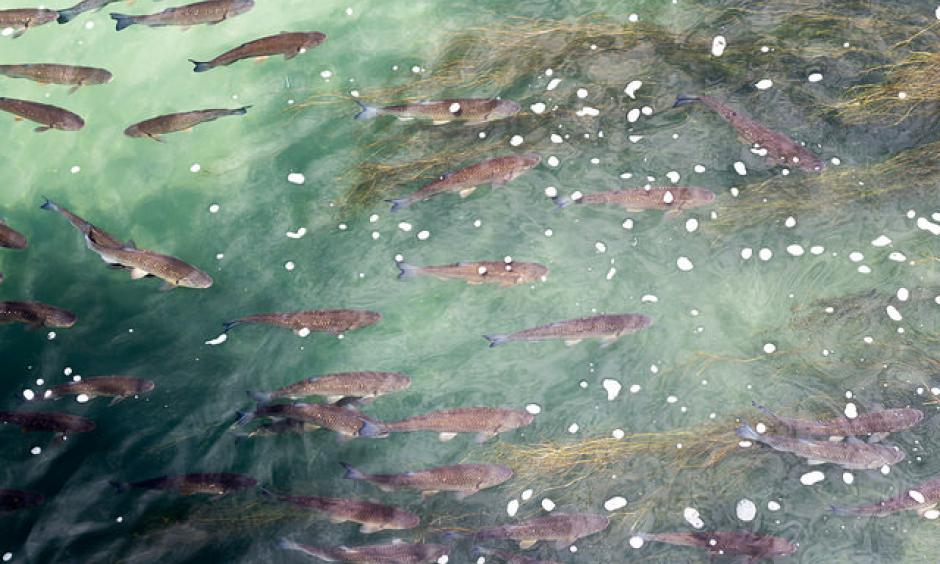 The climate change is affecting the populations of fish and fisheries in North America. Photo: Dennis Schubert / Flickr CC BY 2.0