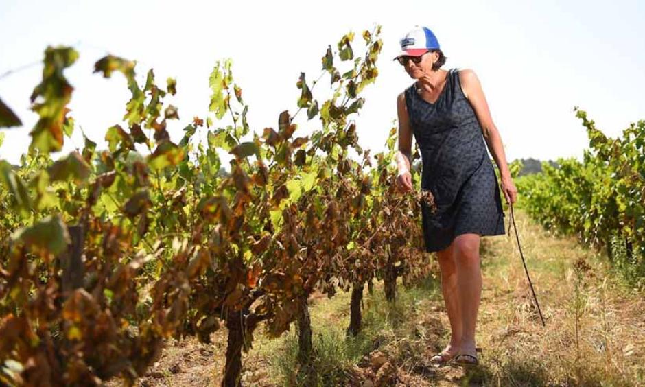 Catherine Bernard, wine producer, looks at her heat-damaged vines on Sunday, June 30, 2019, in Restinclieres, near Montpellier, in the South of France. Credit: Sylvain Thomas/AFP/Getty Images