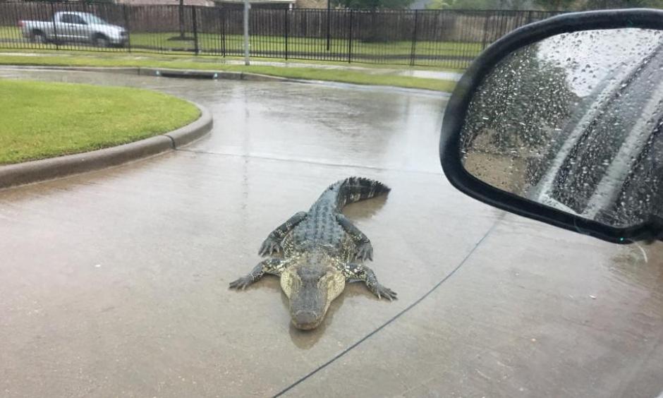 Heavy rains in Houston flushed this big gator out into the street in Fort Bend County. Photo: Major Chad Norvell, Fort Bend County Sheriff