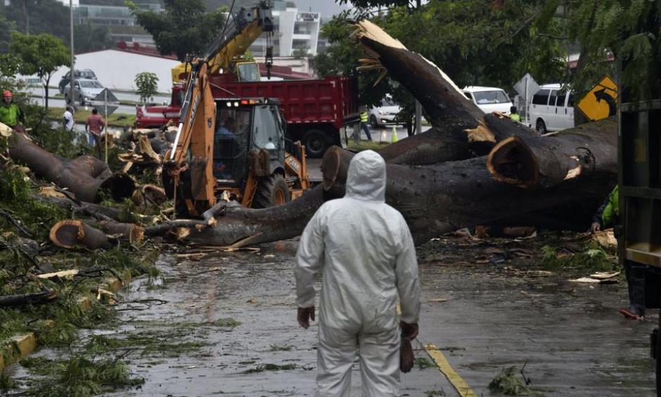 Workers cut a tree that killed a boy when it fell during a storm caused by Tropical Storm Otto in Panama City, Panama on November 22, 2016. Photo: Rodrigo Arangua, AFP, Getty Images