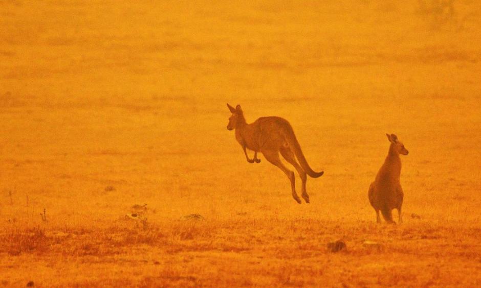 bushfires