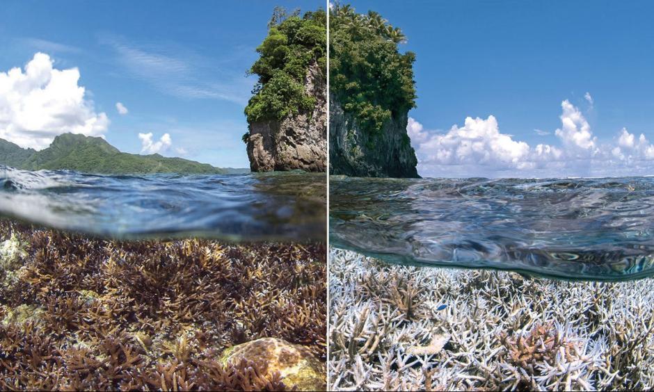 Images from December 2014 (left) and February 2015 show coral bleaching in the Pacific waters around American Samoa. Photo: XL Catlin Seaview Survey