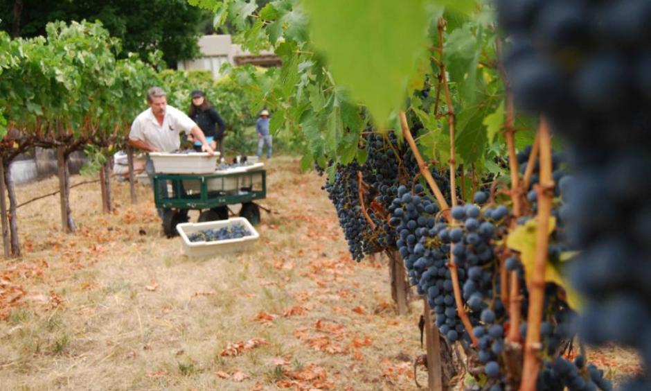 A vineyard in St. Helena. Investors have been eyeing agricultural land with water rights in California. Photo: Lindsey Hoshaw, KQED