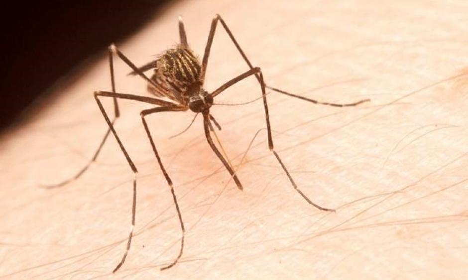 A female aedes japonicus mosquito is seen biting a person in this May 2015 handout photograph. Aedes japonicus is a disease-carrying mosquito which has just been confirmed present in Western Canada. Photo: Sean McCann, The Canadian Press