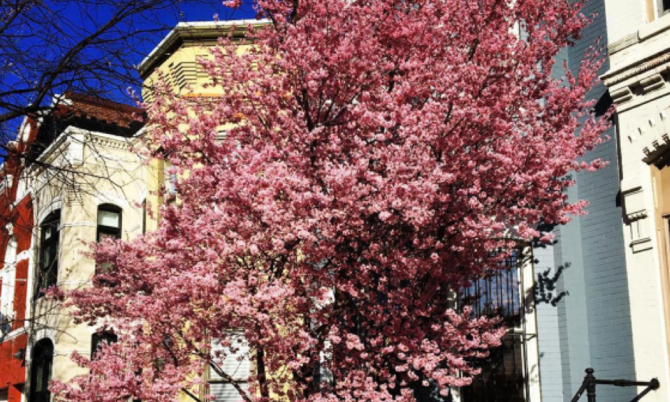 Pink blossoms arriving ahead of schedule on Feb. 25, 2017 in Washington D.C. Photo: samoliverrr, Instagram