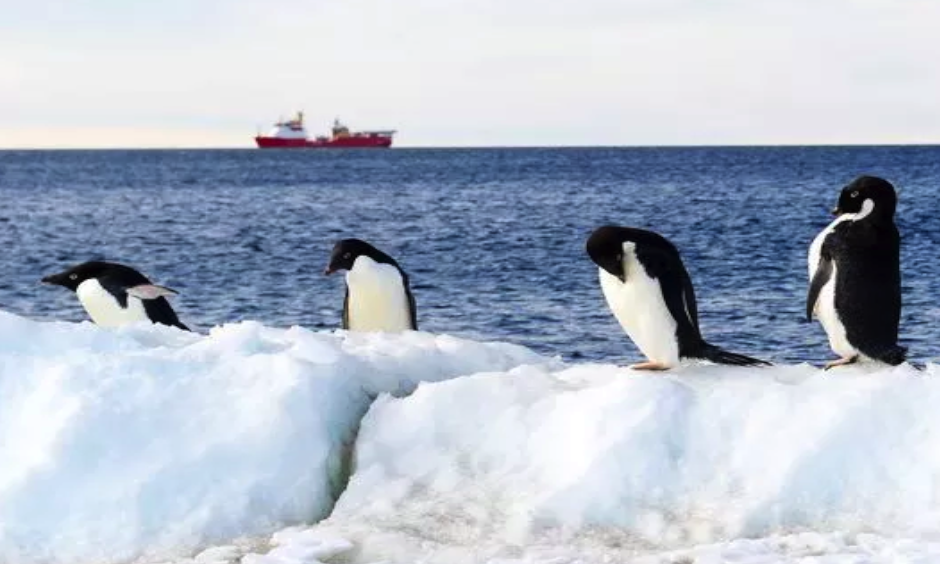 A line of penguins stand on Inexpressible Island, as the HMS Protector (background) is seen patrolling the area, in Terra Nova Bay, Victoria Land, Antarctica. Photo: Nicky W, Britain's MOD, Royal Navy,