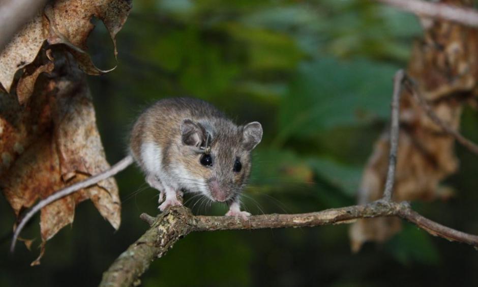 The white-footed mouse. Photo: Cary Institute of Ecosystem Studies