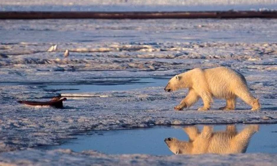 In this undated file photo, a polar bear is shown in the Arctic National Wildlife Refuge in Alaska. Photo: Subhankar Banerjee, AP